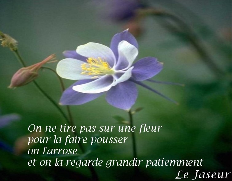 pensée positive une fleur