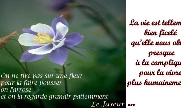 pensée positive une fleur