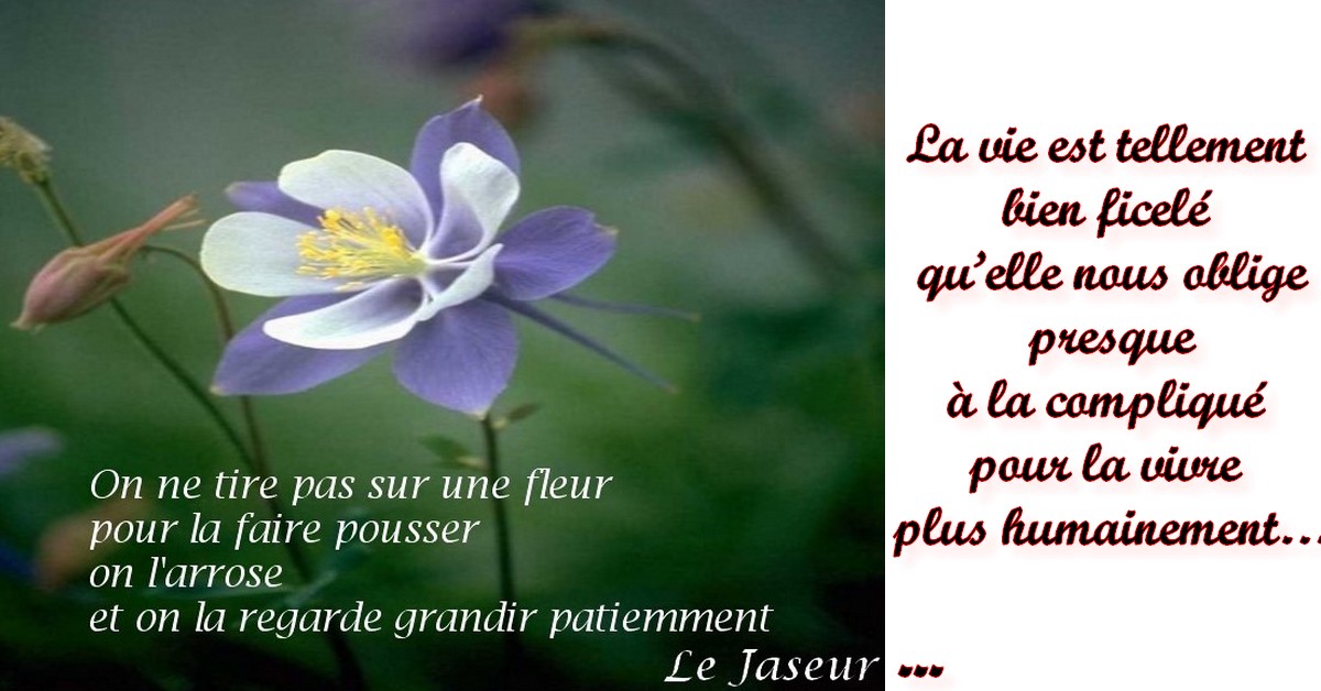 pensée positive une fleur